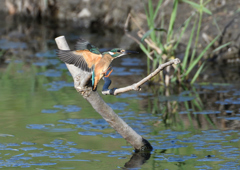  若鳥、止まり木へ