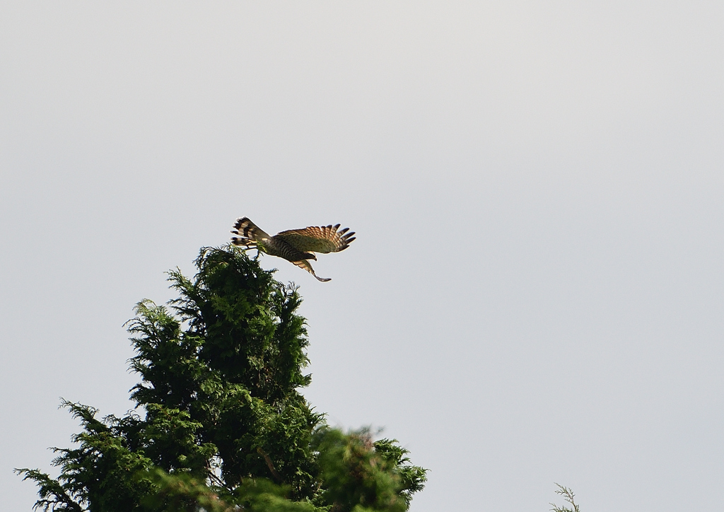 サシバ　１０/１