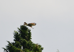 サシバ　１０/１