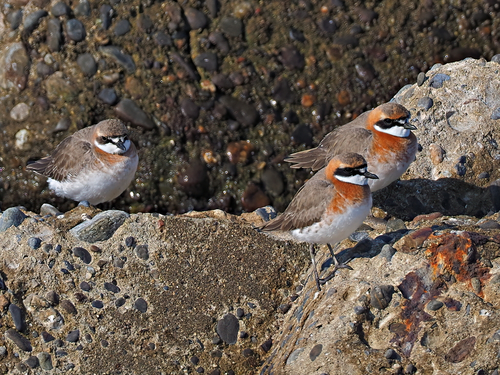 賑やかな海岸　５/４❸