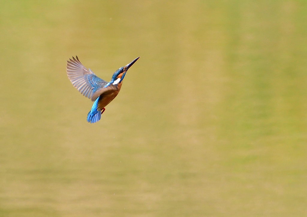 いつもの公園　５/２５⓬
