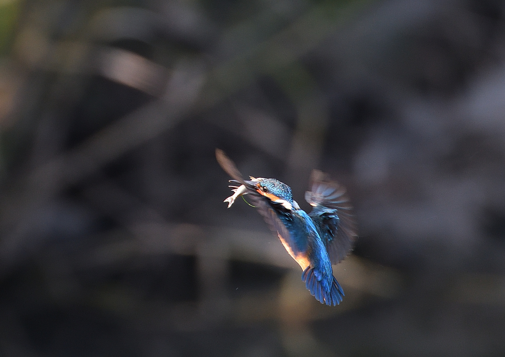 止まり木へ　６/２０❷