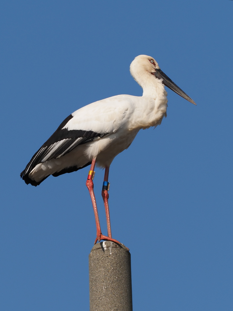 コウノトリ　２/２１❷