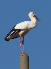 コウノトリ　２/２１❷