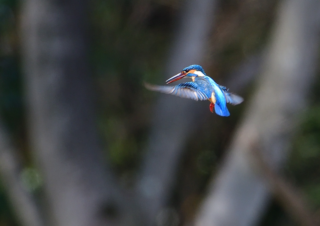 ホバ　４/１７➓