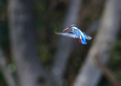 ホバ　４/１７➓