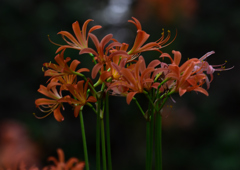 オオキツネノカミソリ　８/１５❺