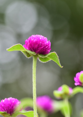 センニチコウ　７/２７