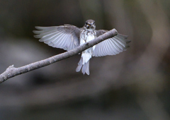 エゾビタキ　９/２９❶