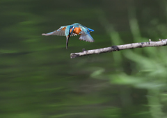 ホバ　５/１７❺