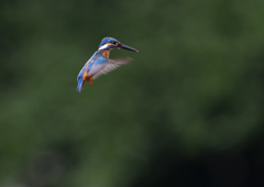 ホバリング　７/１８❹