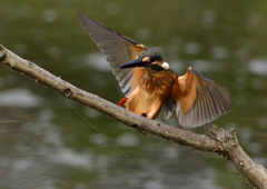 止まり木　８/６❷