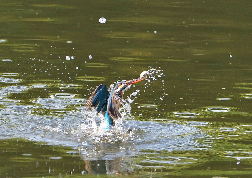 魚を・・・・　５/２❶