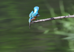 ホバ　５/１７❻