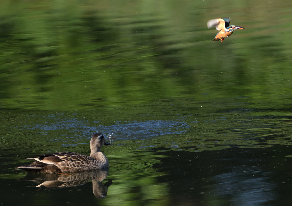 カルガモとカワセミ　５/２５