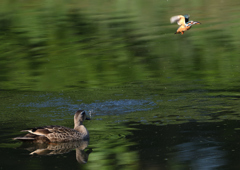 カルガモとカワセミ　５/２５