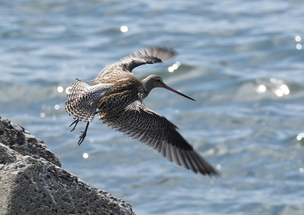 オオソリハシシギ　❶