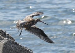 オオソリハシシギ　❶