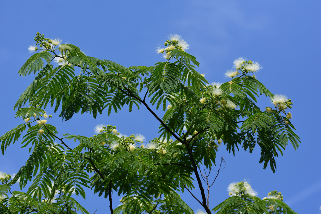 白花ネムノキ　６/１７❷