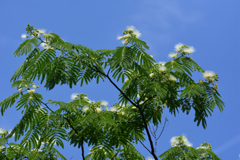 白花ネムノキ　６/１７❷