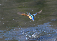 ダイブ❹　４/４