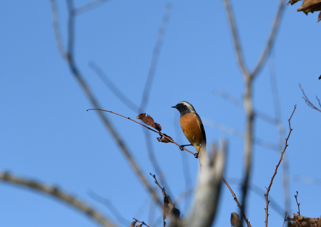 ジョウビタキ❷