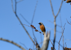 ジョウビタキ❷