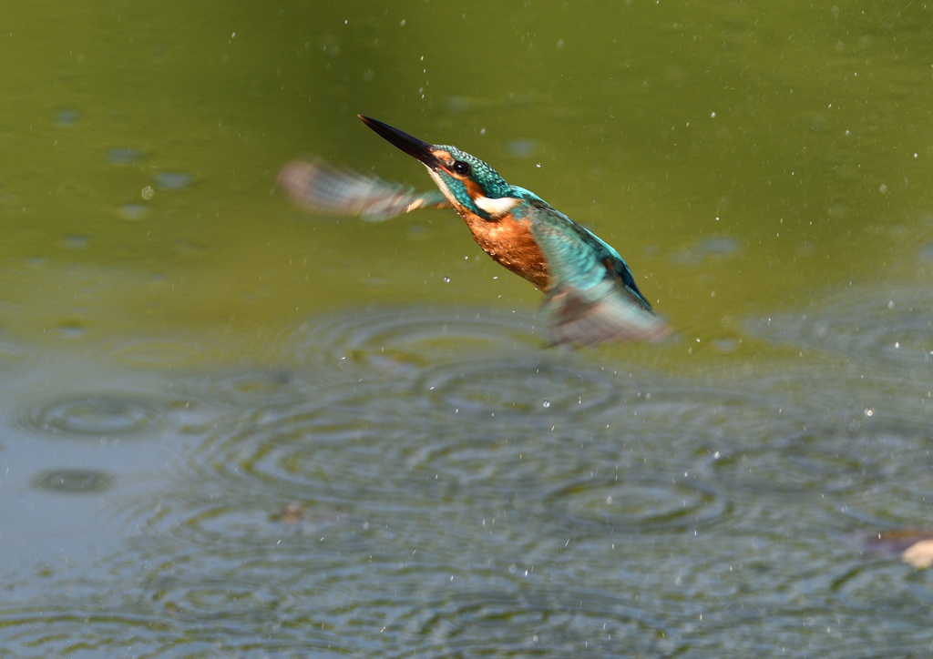 ダイブ　５/１０❺