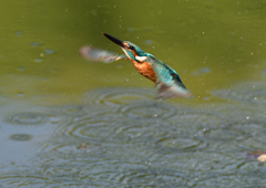 ダイブ　５/１０❺