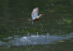 ダイブ　５/１５❷