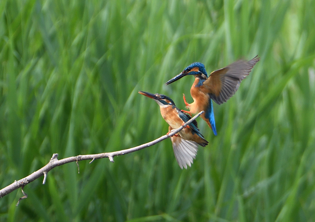 カワセミの交尾　５/２６❹