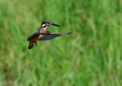 ホバリング　８/１０❹