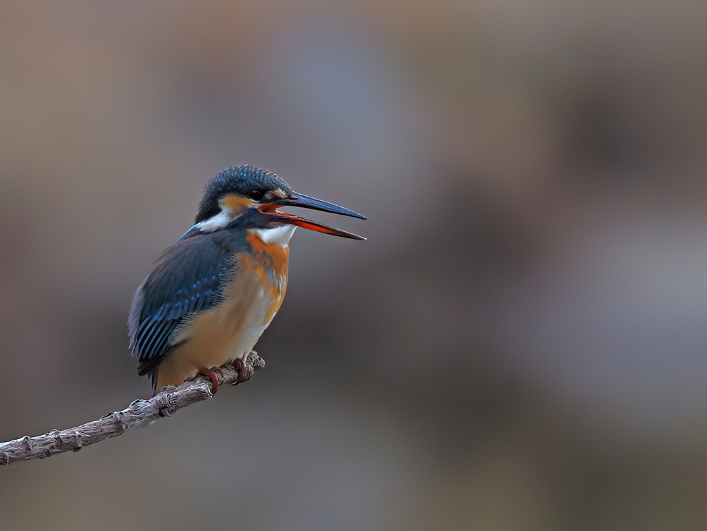 カワセミ　１/２５