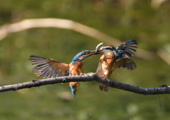 2羽のカワセミ　９/１０❺