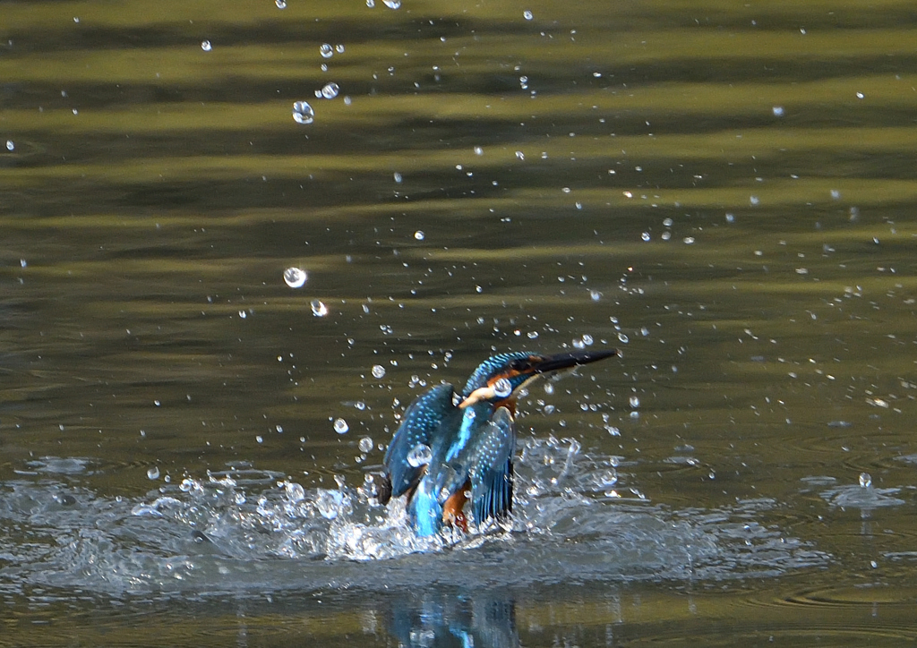 _191102_080340 DSC_8722