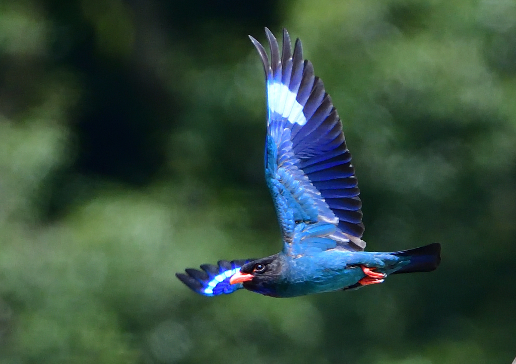 ブッポウソウ　７/２❹