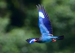 ブッポウソウ　７/２❹