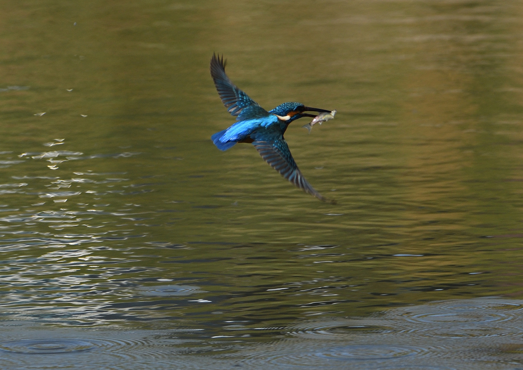 魚を・・・・４/１３❸