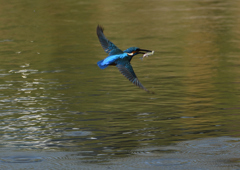 魚を・・・・４/１３❸