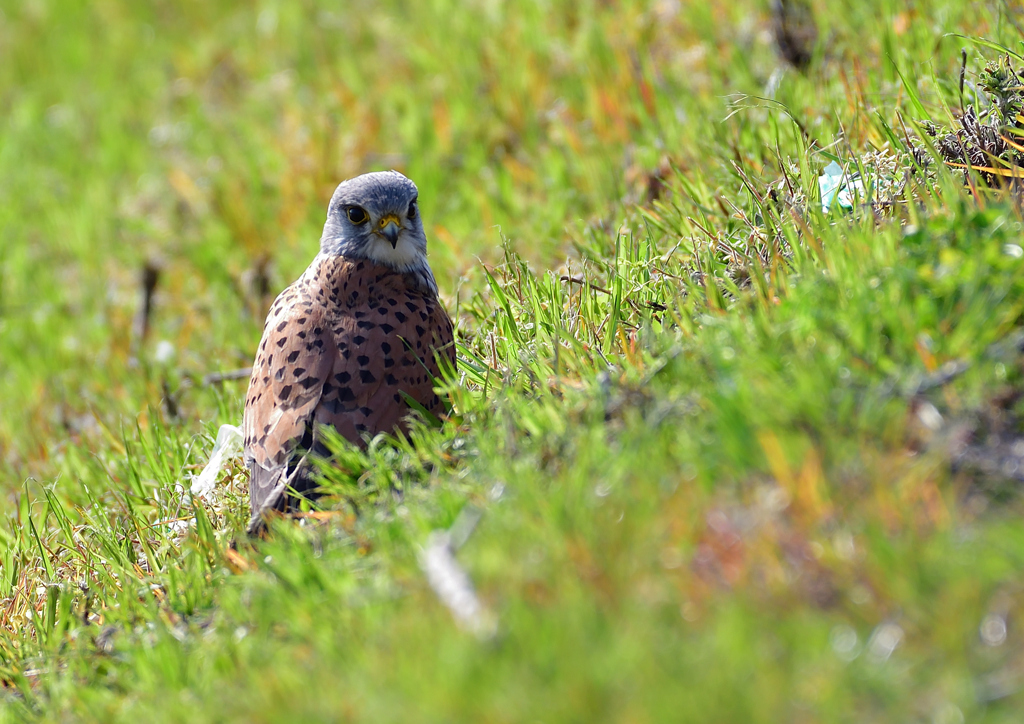 チョウゲンボウ　４/２❹