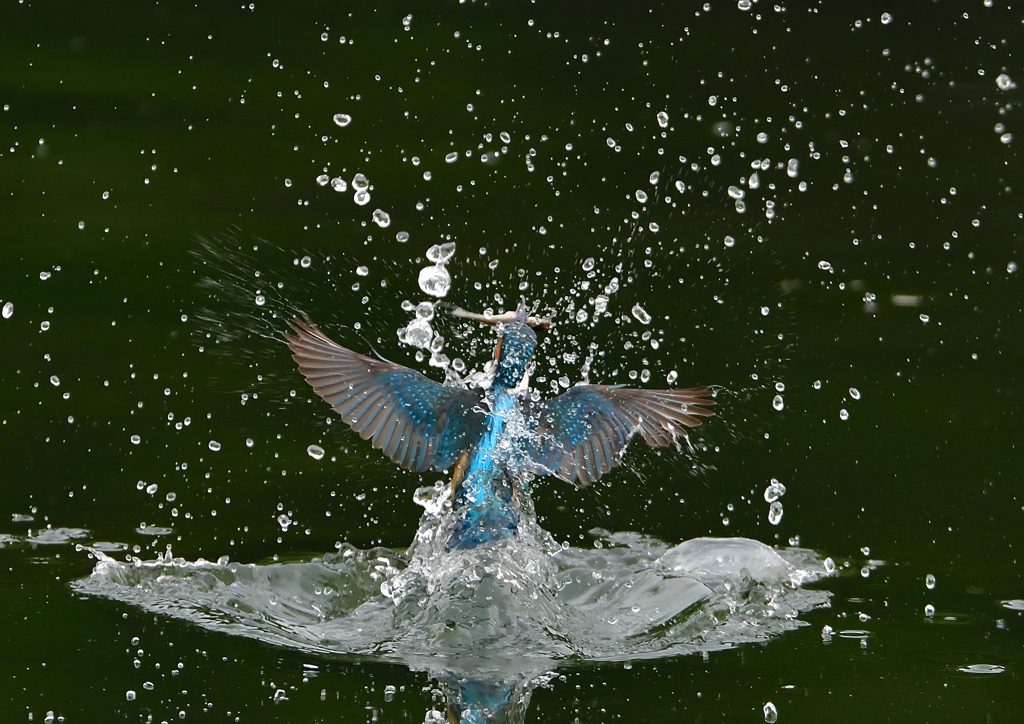 いつもの公園　５/２６❶