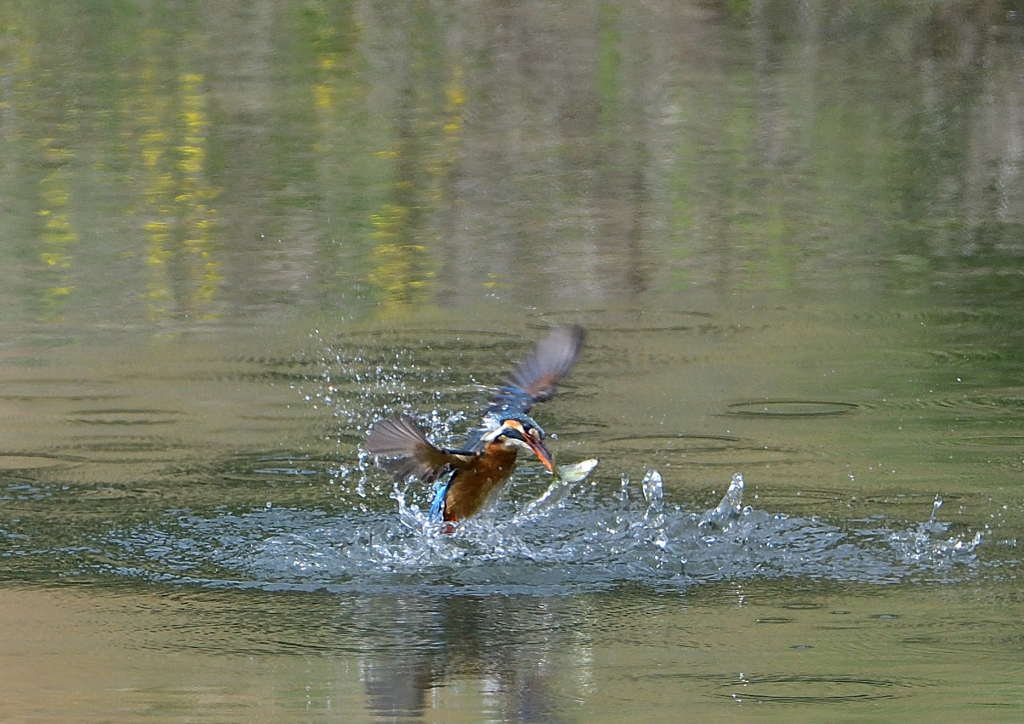 ダイブ　４/２２❹