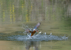 ダイブ　４/２２❹