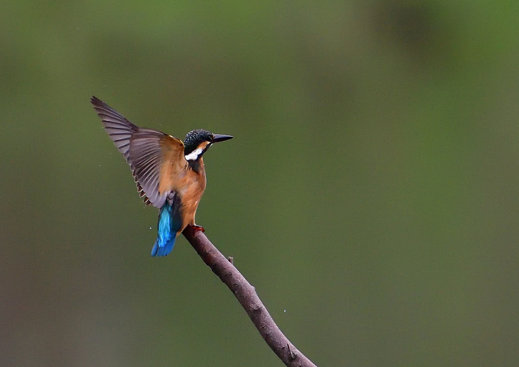 止まり木　７/１５