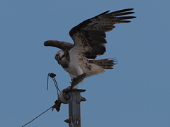 ミサゴ　１０/２１❶