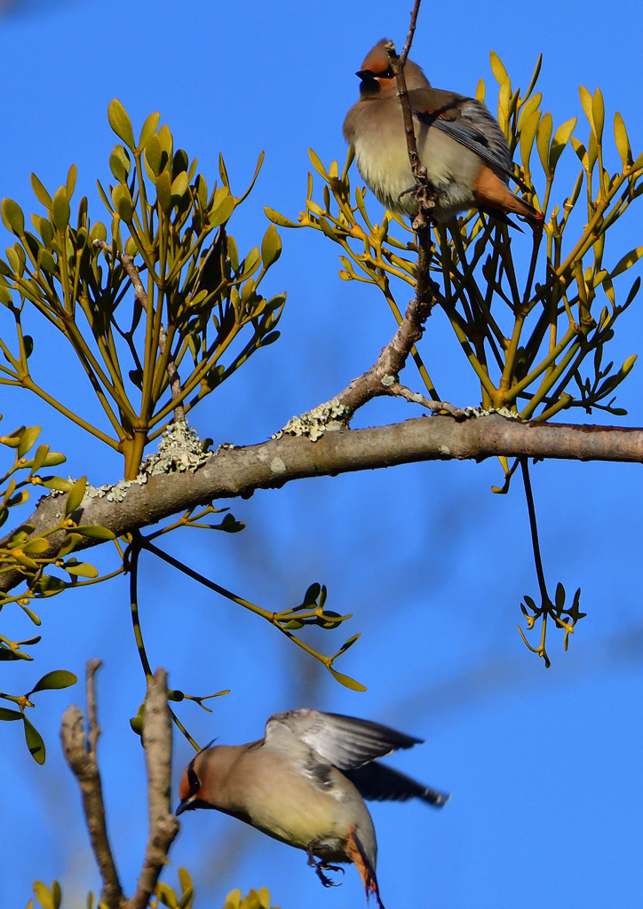 ヒレンジャク　２/２１❺