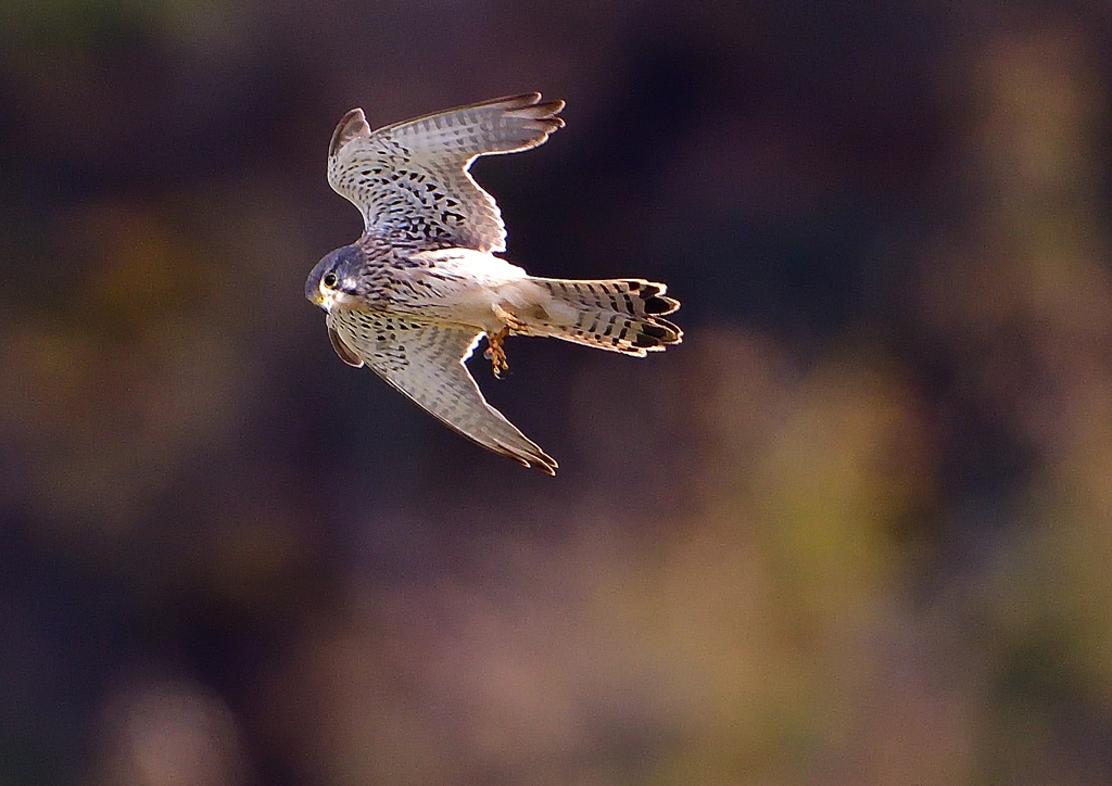 チョウゲンボウ　１１/２８❷