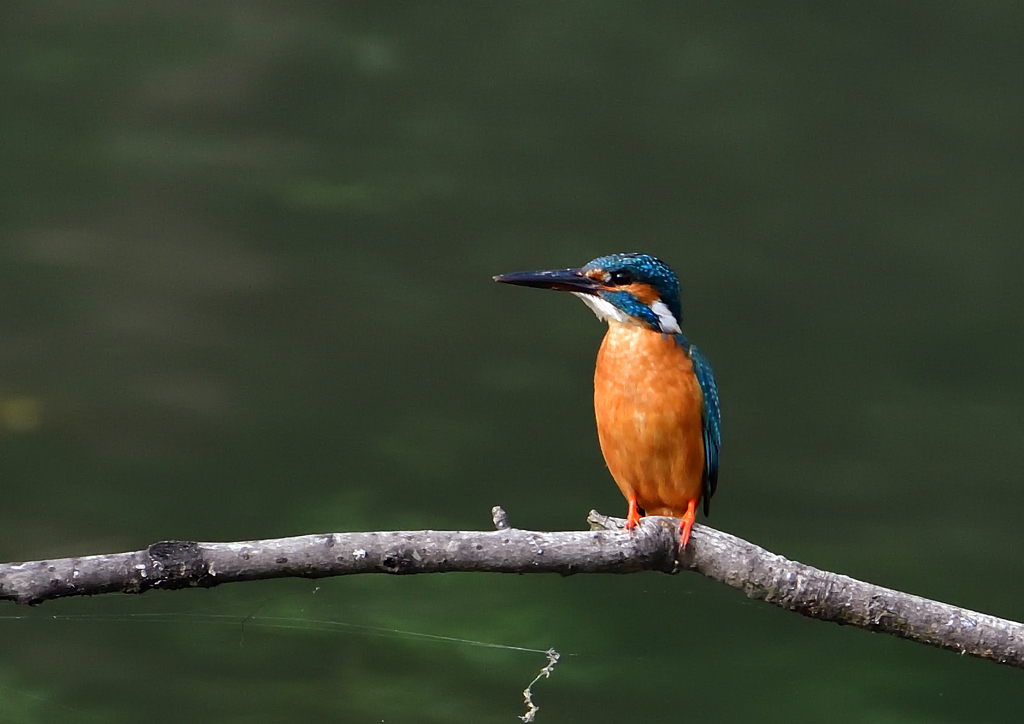いつもの公園　６/１❶
