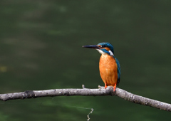 いつもの公園　６/１❶