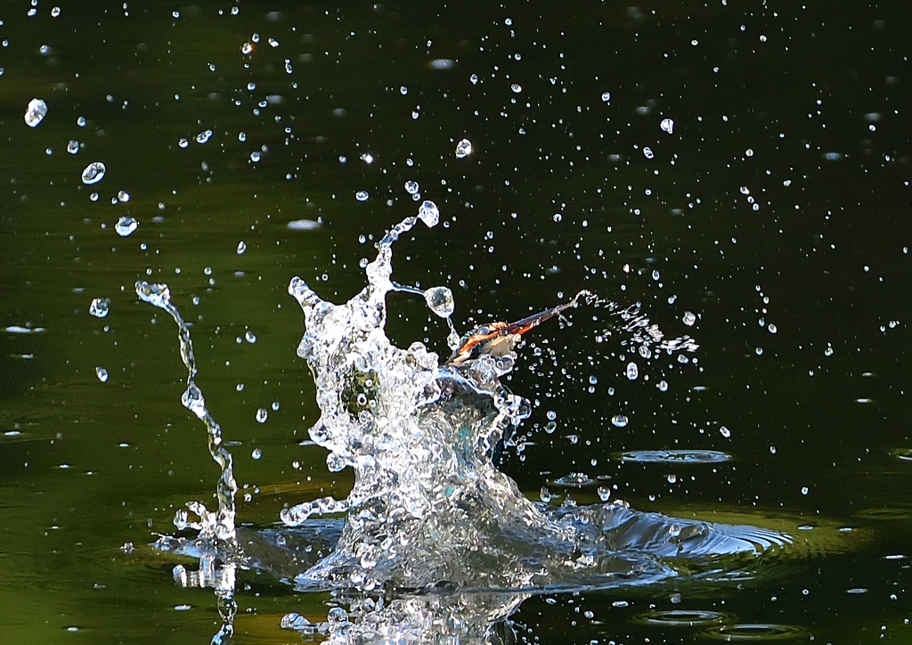 いつもの公園で　８/１７⑤
